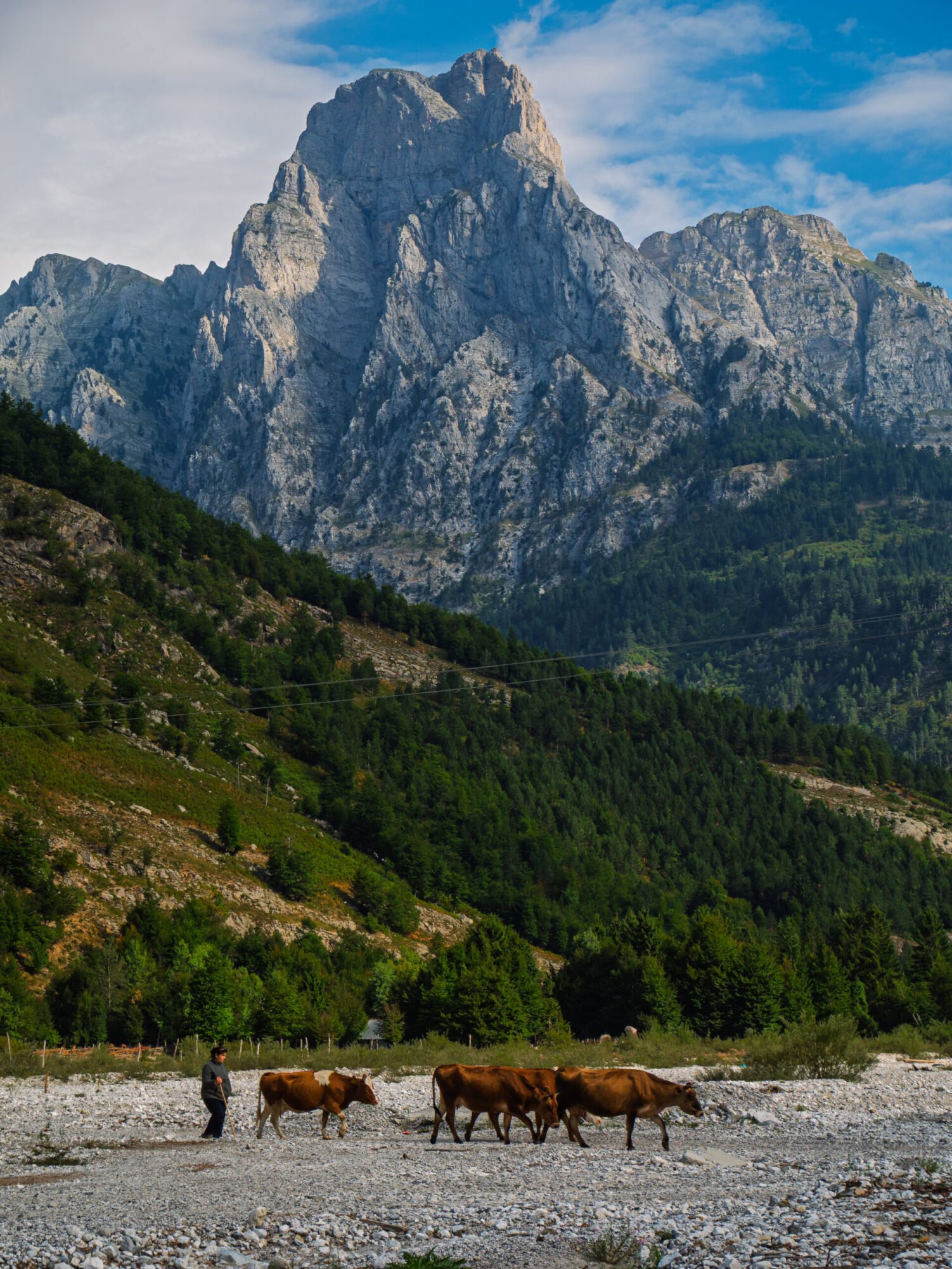 Valbona Cow